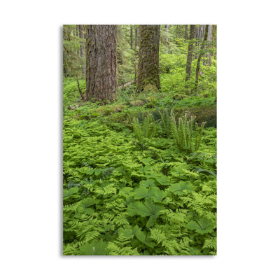 " Spring In The Forest " by Kathy Mahan