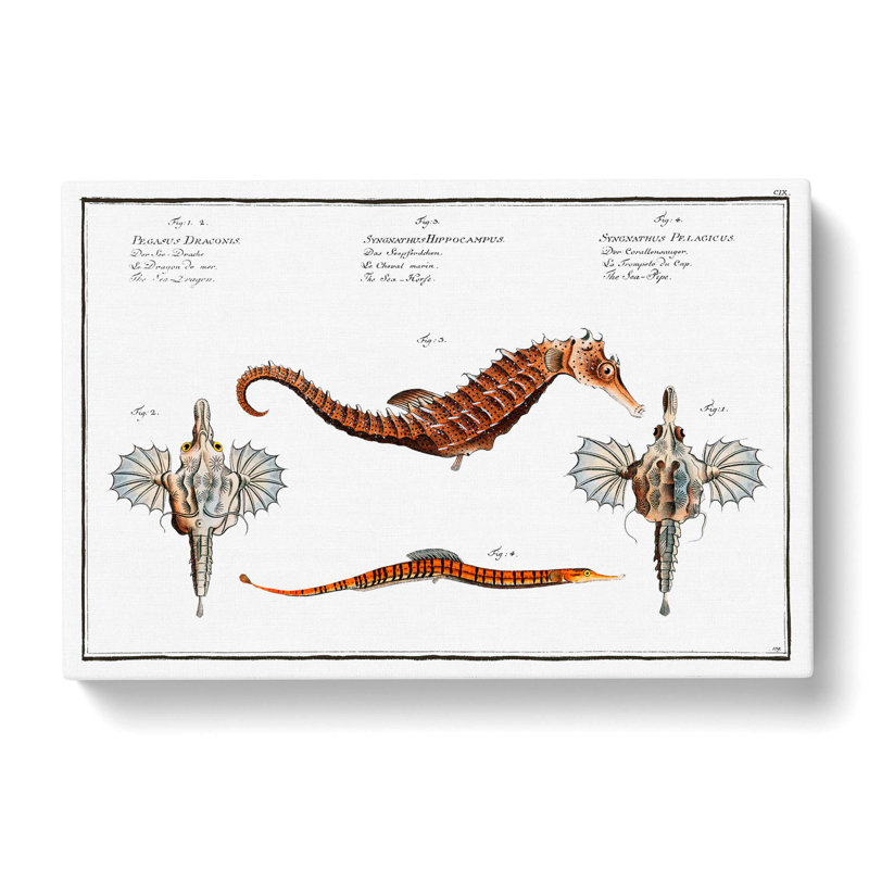 Seahorse And Sea Dragon by M.E. Bloch - Wrapped Canvas Print, 50cm H x 76cm W x 3cm D