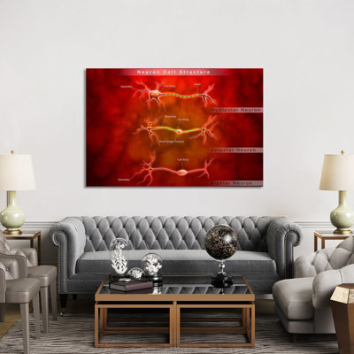 " Anatomy Structure Of Neurons " by Stocktrek Images