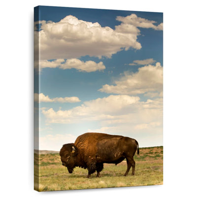 Brampt Rocky Mountain Bison