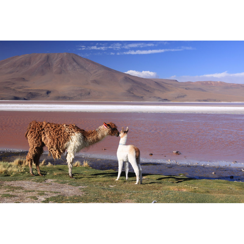 Alpaca in Colorada par Khyim - Photographie sur toile tendue, H 8 po x l 12 po x P 1,25 po