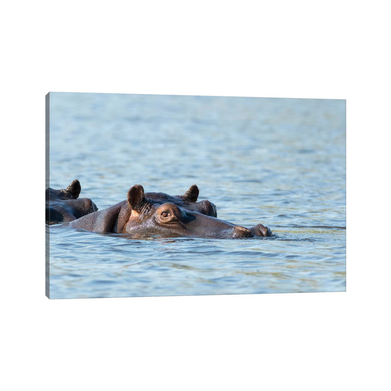 Africa, Botswana, Chobe National Park. Hippopotamus's Head Above Water's Surface. - Wrapped Canvas Print