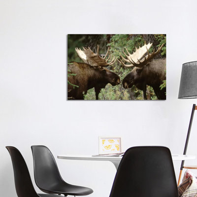 Alaska Moose Pair Of Males Confronting Each Other In The Fall, Alaska by Michael Quinton - Wrapped Canvas Print