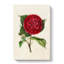 Illustration of a Red Japanese Camellia - Wrapped Canvas-55359357