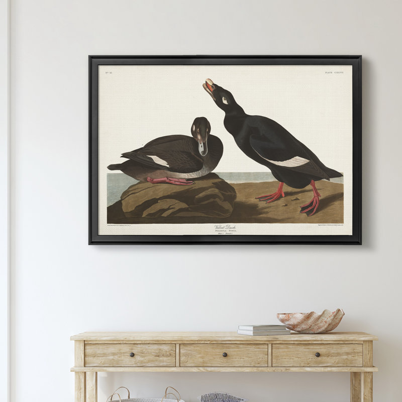 Velvet Duck - reproduction de cadre photo sur toile, Noir, H 18,5 po x l 24,5 po x P 1,5 po
