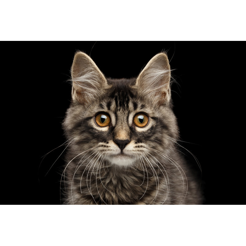 Bobtail Kitty - Wrapped Canvas Print, 30cm H x 46cm W x 3.8cm D