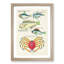 East Indies Fish & Crab Illustrations XXIII by Louis Renard - Picture Frame Painting Print-55547165-55547164