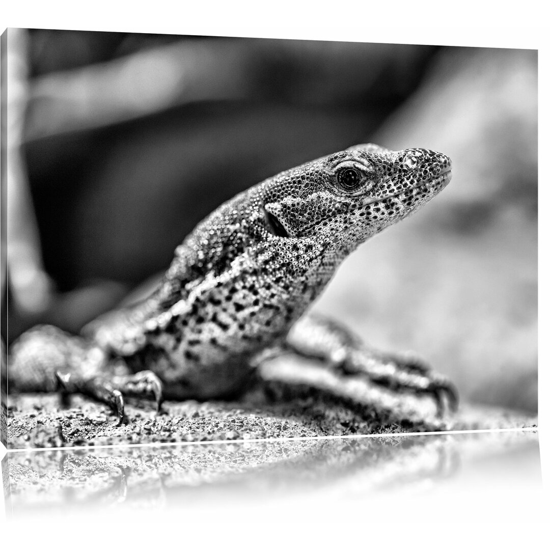 Leinwandbild Kleiner Leguan in Monochrom