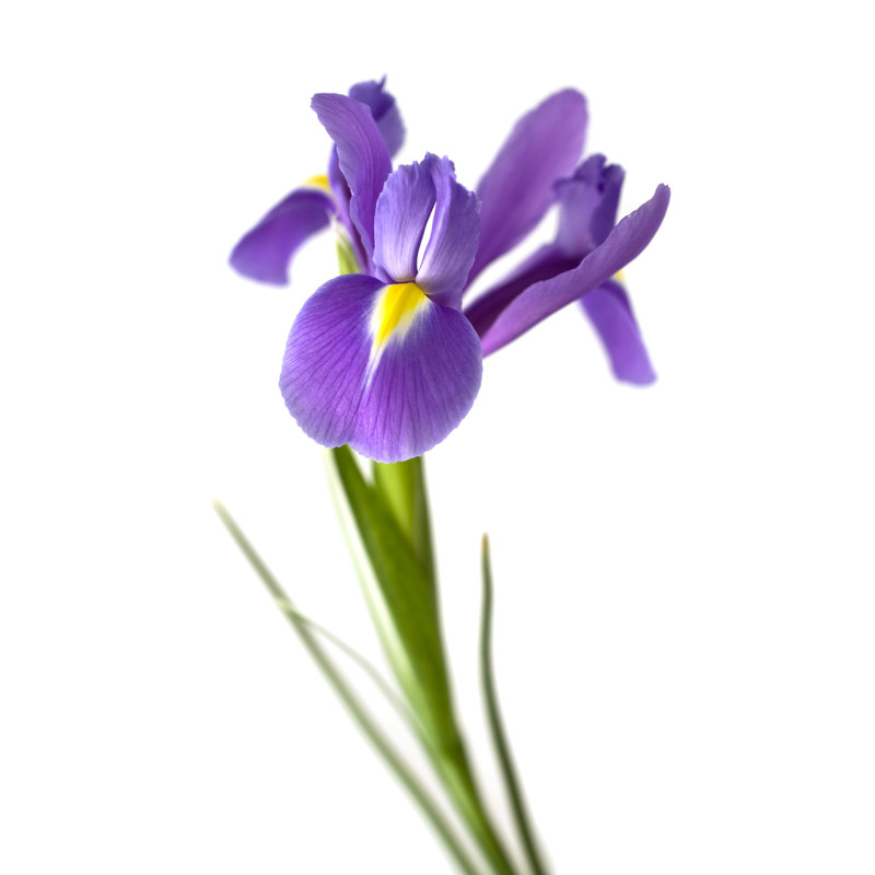 Iris by Lindilu - Wrapped Canvas Print, 76cm H x 51cm W