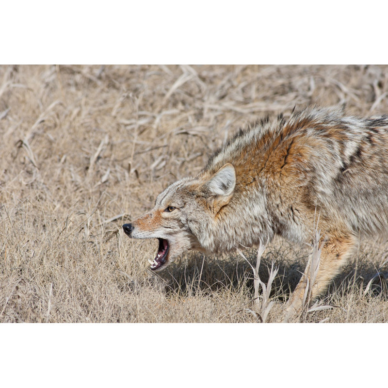 Snarling Coyote - Photographie sur toile tendue, H 32 po x l 48 po