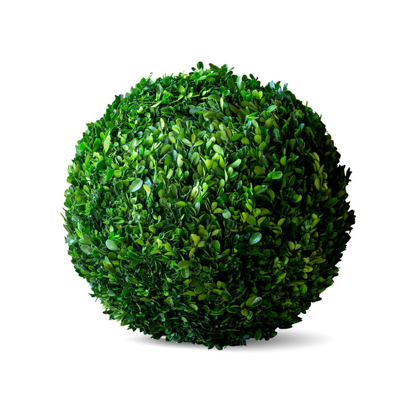 Boxwood Plant in, 16" H x 16" W x 16" D