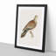 Oriental Turtle Dove by Von Wright - Picture Frame Painting Print-55733911-55733912