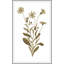 Sweet Preservation 5 Print by Art House Studios-54468289