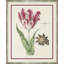 Flower, Seashell And Insect II Giclee Print