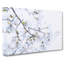 Branch Of A White Magnolia Tree - Wrapped Canvas Painting-56657603