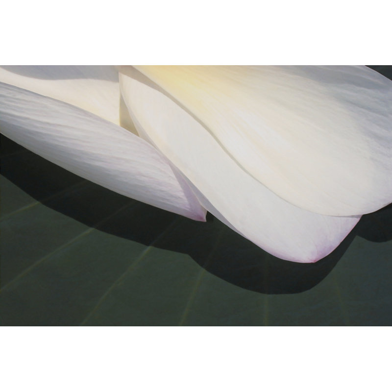 Lotus Detail II - Wrapped Canvas Print, 30cm H x 46cm W