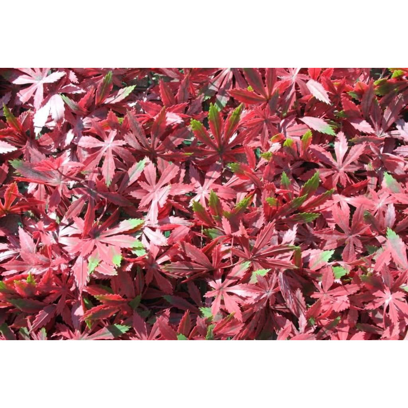 200cm Faux Foliage Hedge