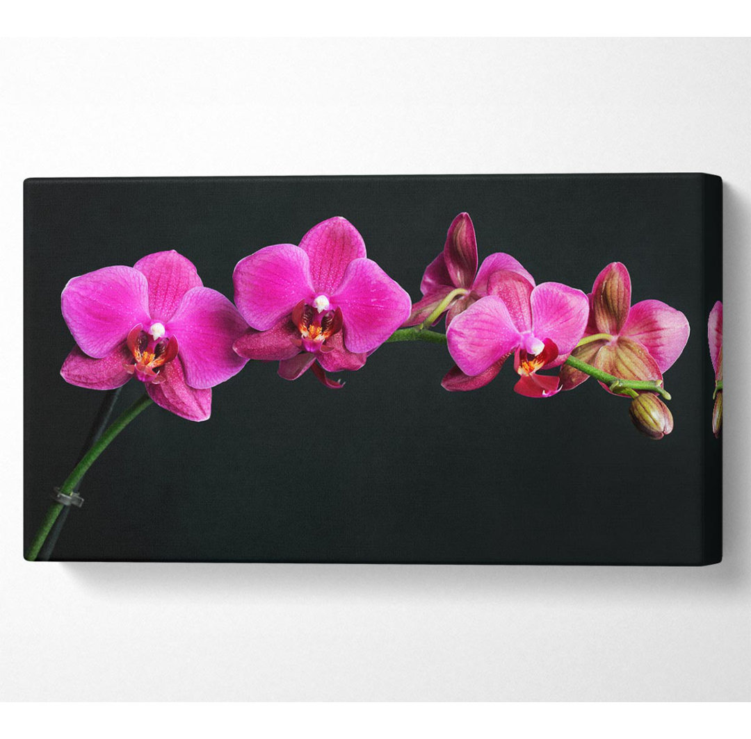 Varasteh Pink Orchids Curve - Panorama-Kunstdrucke auf Leinwand