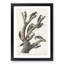 Woodpeckers by John James Audubon - Framed Print-55614547-55614550