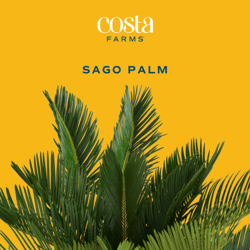 Sago Palm Tree in Décor Planter