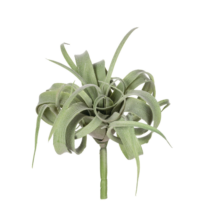 Air Plant Arrangement