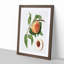 Juicy Peach Tree by Giorgio Gallesio - Picture Frame Graphic Art Print-55610139-55610143