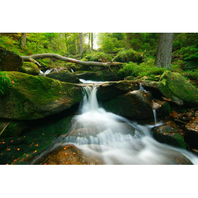 Wild Forest Stream by Avtg