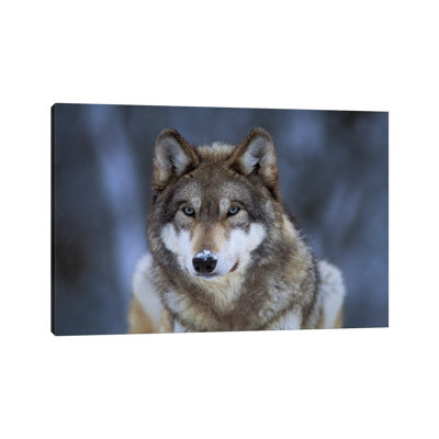 Captive Gray Wolf At The International Wolf Center In Ely, Minnesota I by Joel Sartore - Gallery-Wrapped Canvas Giclée on Canvas