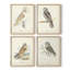 Barn Owl, reproduction encadrée - ensemble de 4-311021007-311021006