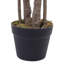 120cm Plant