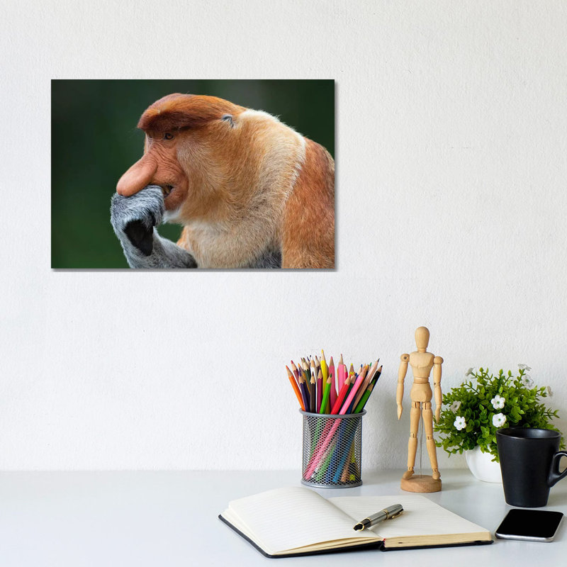 Proboscis Monkey The Thinker by Mogens Trolle - Wrapped Canvas Print, 20.32 cm H x 30.48 cm W