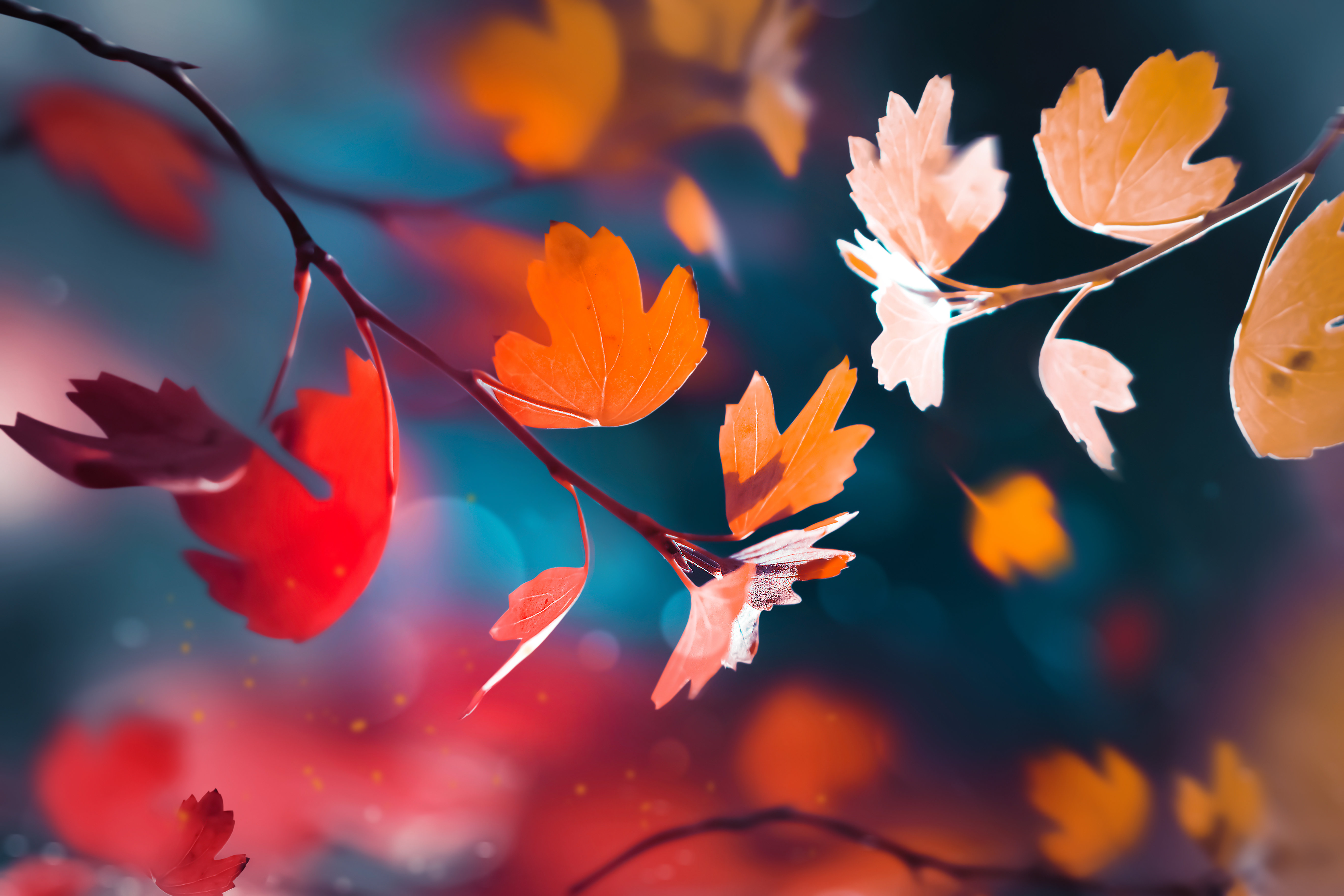 Ebern Designs Red and Yellow Leaves in the Autumn Forest by Delbars ...