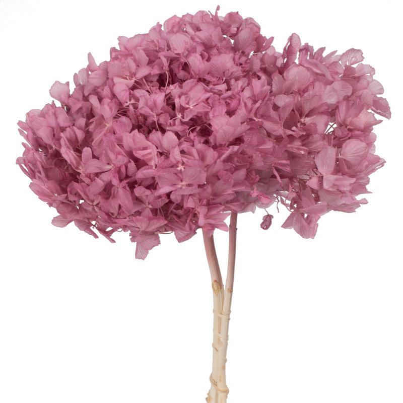 Natural Botanicals 15" Hydrangea with Multiple Branch Segments, Preserved, Brombeer