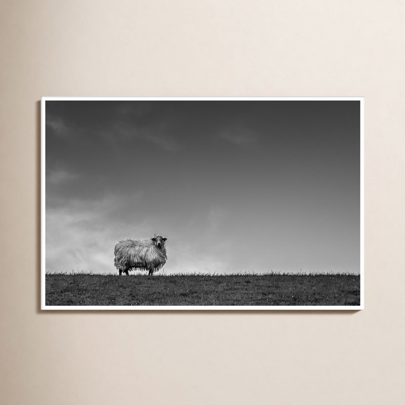 Solo Sheep - Photographie avec cadre photo