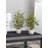 Olive Tree with Vase