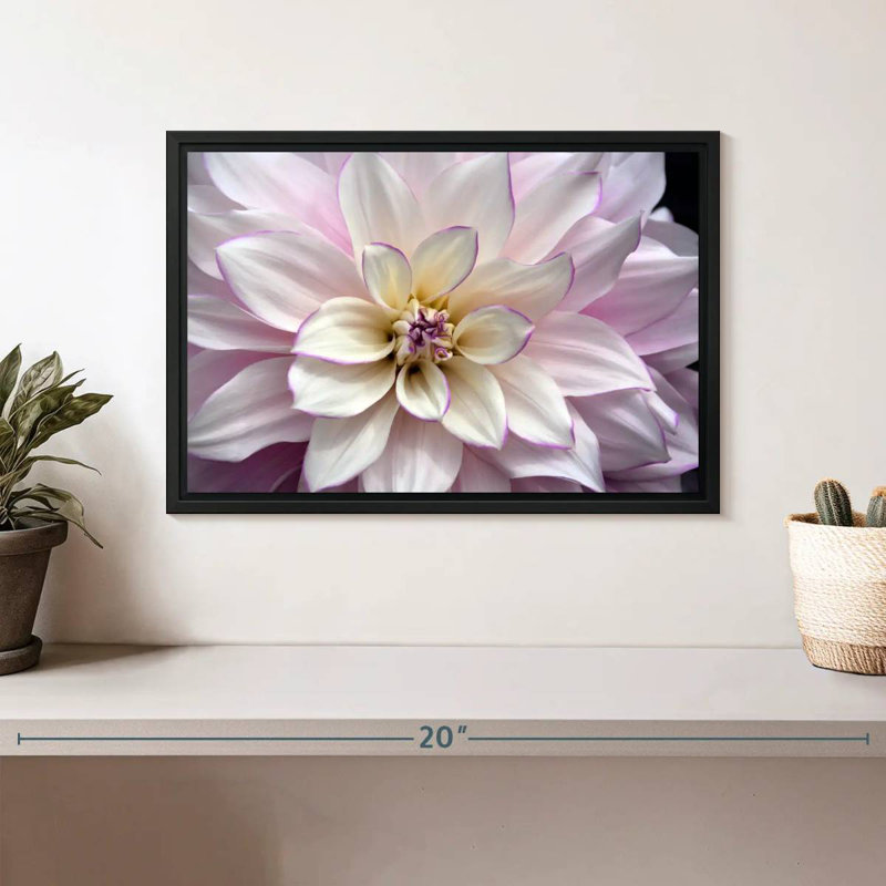 White And Purple Dahlia, Floating Frame Black, 13" X 9"