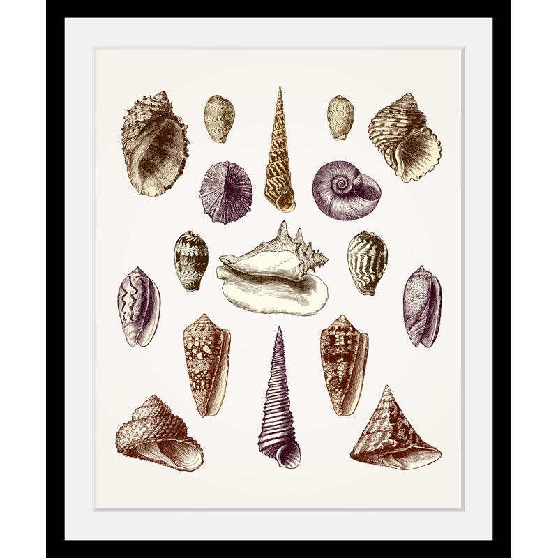 Shell - Single Picture Frame Print