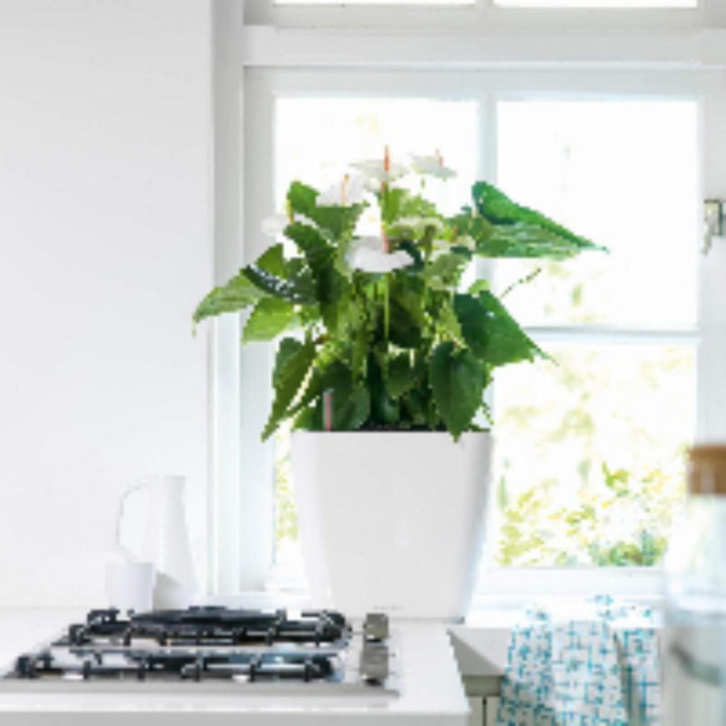 Quadro Premium Pot Planter, 33 m H x 35cm W x 35cm D, White