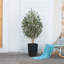 Adcock Faux Olive Tree with UV Protection, 2 Natural Tree Trunks, Large Decorative Potted Olive Tree-307165304-307165307