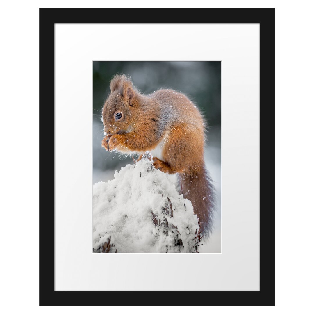 Gerahmtes Poster Kleines Eichhörnchen im Winter