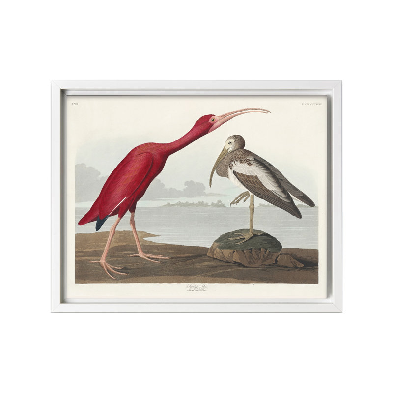 John James Audubon - Écarlate, 12"H x 16"W, Canvas, White Framed