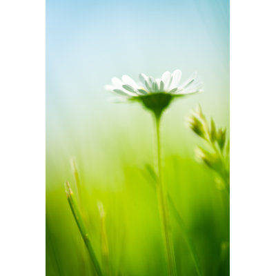 Daisy by Jeja - No Frame Print on Canvas