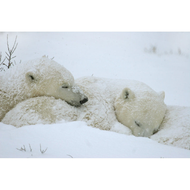 Wild Polar Bear Cubs In Storm by Milehightraveler - No Frame Print on Canvas, 61cm H x 91cm W