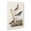 Finches & Sparrows by John James Audubon - Wrapped Canvas-55370298