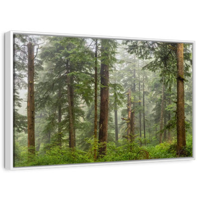 Panorama de la forêt sur la côte de l'Oregon
