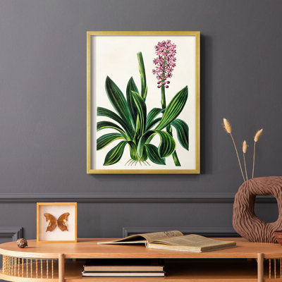 Antique Floral Folio II Framed Print - Solid Wood