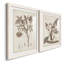 Antique sépia botanicals I - ensemble de 2 reproductions d'art sur papier encadré-441894850-441894857