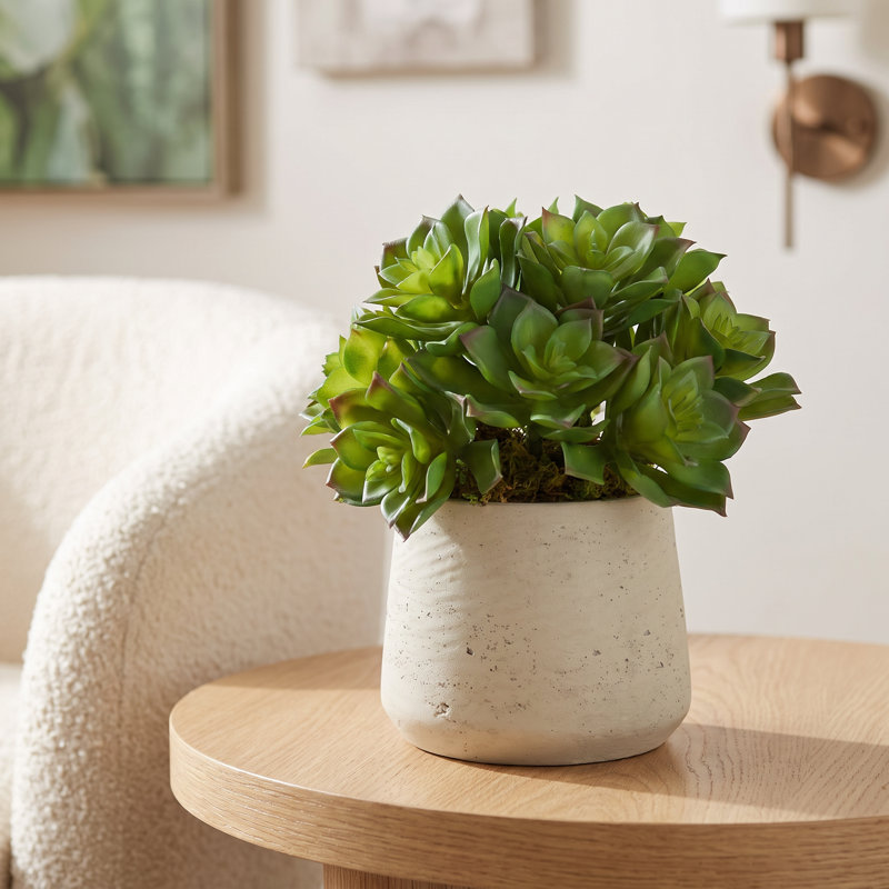 Echeveria et mousse dans un pot en fibre de pierre