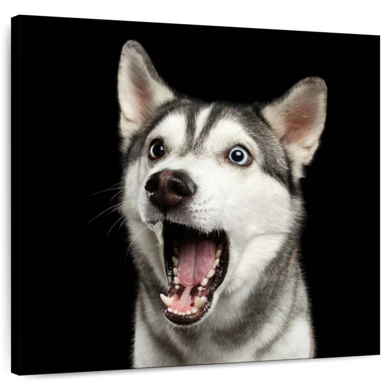 Brampt Surprised Siberian Husky, 20" H x 20" W