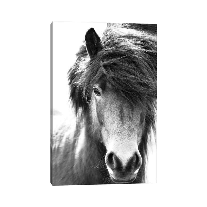 Iceland Horse Blastur by Monika Strigel - Wrapped Canvas Print, 20.32 cm H x 30.48 cm W